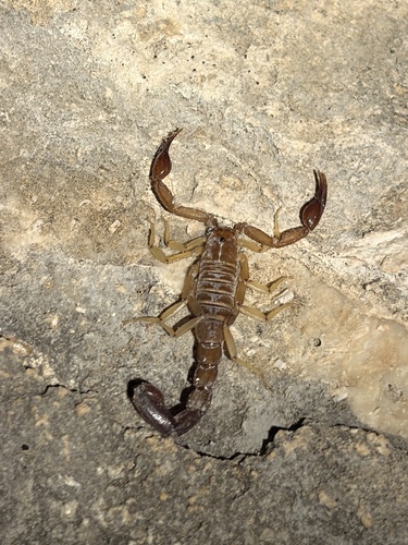 Intermediate Scorpion
