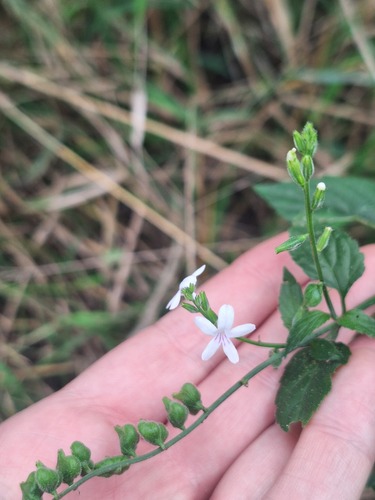 Priva cordifolia observed 2026-04-28