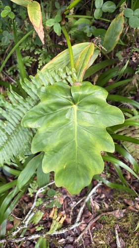 Philodendron lacerum observed 2026-05-11