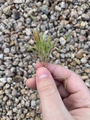 Bromus tectorum