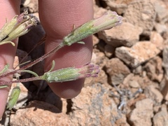 Chaenactis macrantha