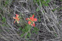 Castilleja indivisa
