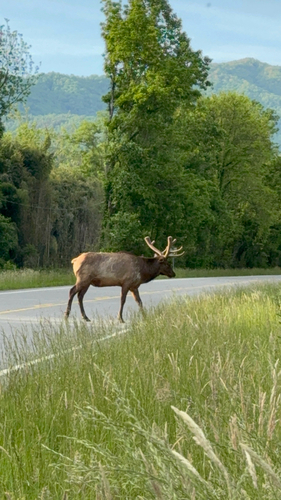 Elk observed by breboss2023