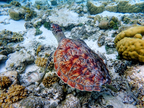 Green Sea Turtle observed by k_freemantle
