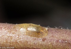 Coccus pseudomagnoliarum