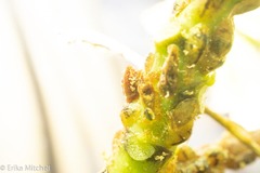 Coccus pseudomagnoliarum