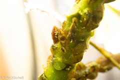 Coccus pseudomagnoliarum