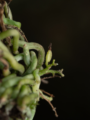 Taeniophyllum glandulosum, photograph 2