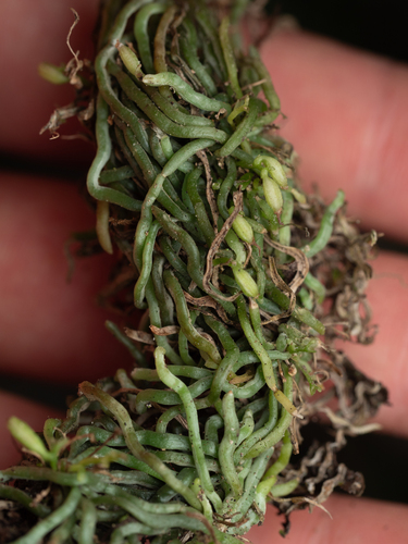 Taeniophyllum glandulosum, photograph 3