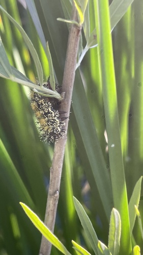 Nevada Buck Moth photo 5