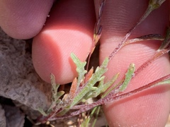 Chaenactis macrantha