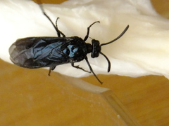 Arge similis