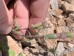 Chaenactis macrantha