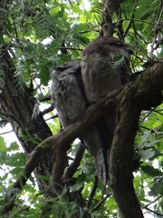 Podargus strigoides strigoides