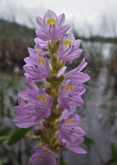Pontederia sagittata