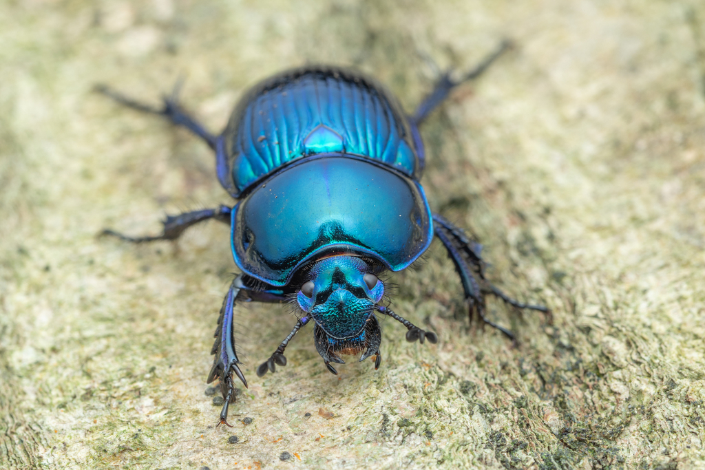 Japanese Earth-boring Dung Beetle