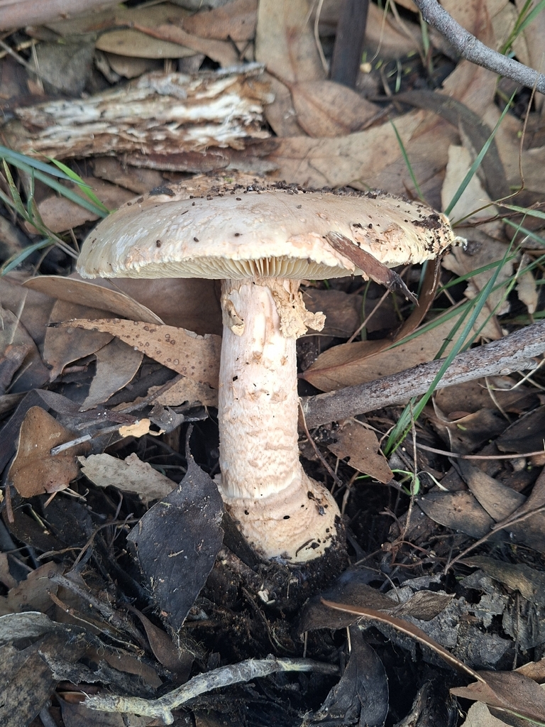 Amanita ochrophylla · May 2026 · photo: © jessbamford (iNaturalist, cc-by-sa)