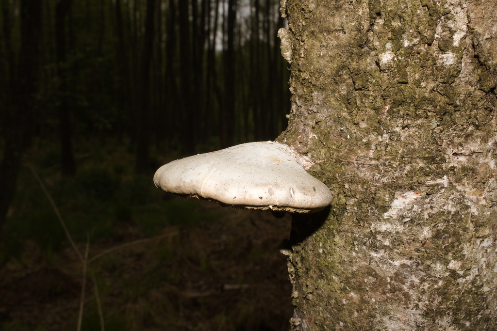 Fomitopsis betulina · May 2026 · photo: © bobo-x (iNaturalist, cc-by)