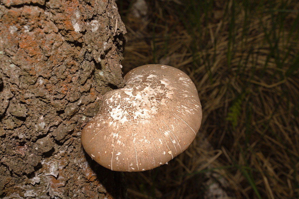 Fomitopsis betulina · May 2026 · photo: © bobo-x (iNaturalist, cc-by)