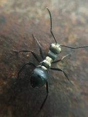 Polyrhachis argentosa
