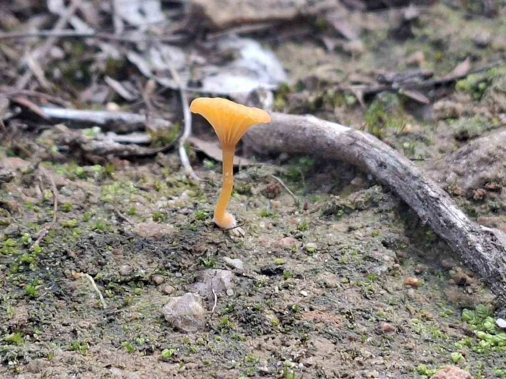 Lichenomphalia chromacea · May 2026 · photo: © jessbamford (iNaturalist, cc-by-sa)
