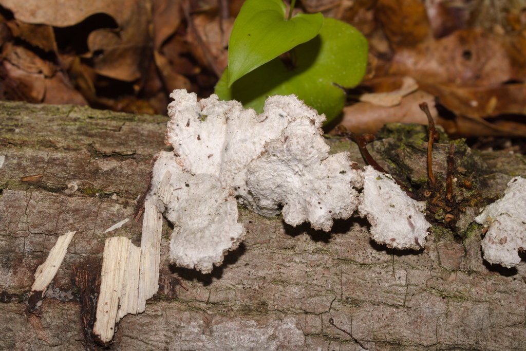 Schizophyllum commune · May 2026 · photo: © bobo-x (iNaturalist, cc-by)