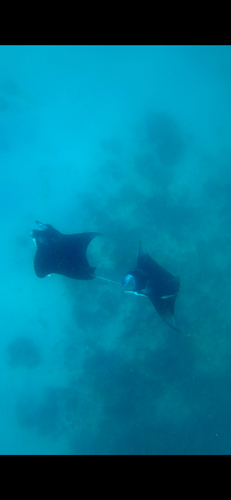 Mobula alfredi