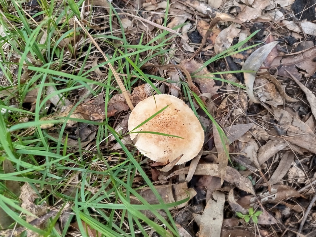 Amanita ochrophylla · April 2026 · photo: © carl_ramirez (iNaturalist, cc-by)