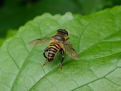 Mallota curvigaster