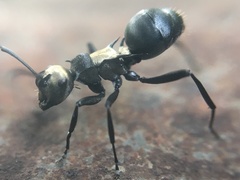 Polyrhachis argentosa