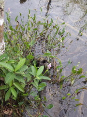 Pontederia sagittata