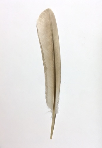 Plume de Cormoran huppé