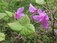 Rhododendron wadanum