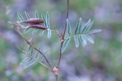 Astragalus australis