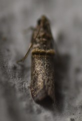 Anabasis ochrodesma