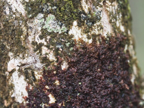 Frullania hypoleuca observed 2026-04-11