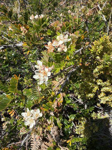 Osteomeles anthyllidifolia observed 2026-04-17
