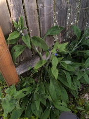 Pentaglottis sempervirens