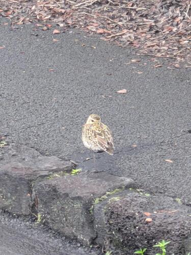 Pluvialis fulva observed 2026-04-11