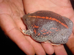 Rhinophrynus dorsalis