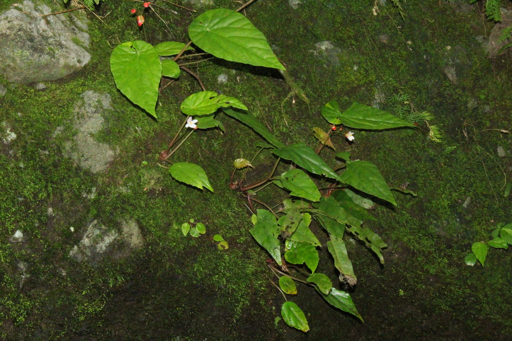 Begonia tayabensis