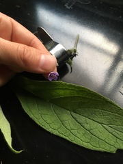 Pentaglottis sempervirens