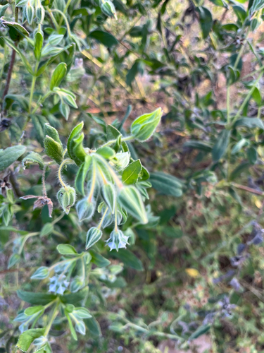 camel bush