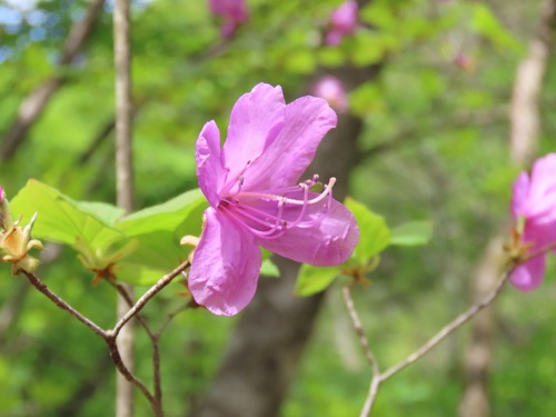 Rhododendron wadanum, photograph 2