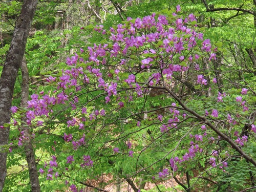 Rhododendron wadanum, photograph 1