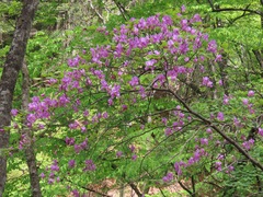 Rhododendron wadanum, photograph (c) Marco Mussita, some rights reserved (CC BY)