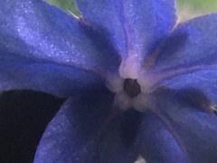 Pentaglottis sempervirens