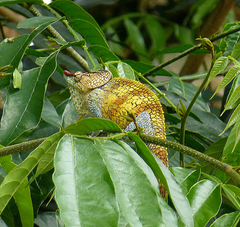 Calumma crypticum
