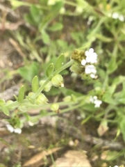 Plagiobothrys canescens