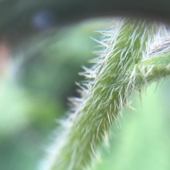 Pentaglottis sempervirens